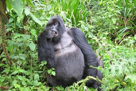 5 - Tag Uganda Safari mit Gorilla Trekking & Wildlife Game Drive
