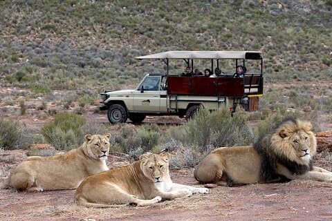 Visites privées de 4 jours des points forts du Cap et safari Big 5 d'une nuit à Aquila