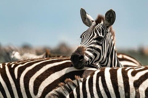 Tarangire nasjonalpark dagstur