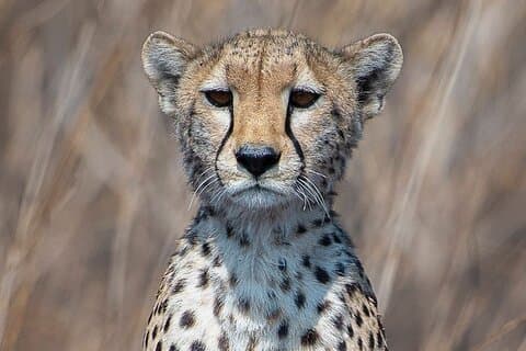 6 dagars campingsafari i norra Tanzania