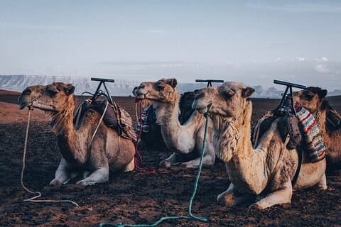 Marrakech dagstur til Atlasfjellene og kameltur tre daler, fossefall
