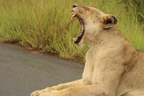 Experiencia todo incluido Big 5 Aquila Safari Game Drive.