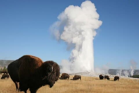 Full-Day Guided Yellowstone Day Tour