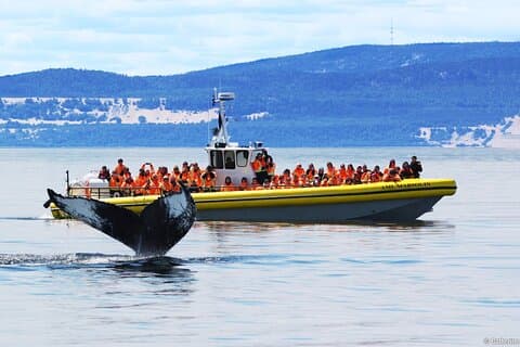 Tadoussac/Charlevoix: Whale Watching Tour