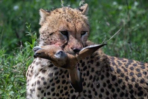 5-daagse Lake Manyara, Serengeti, Ngorongoro-krater en Tarangire