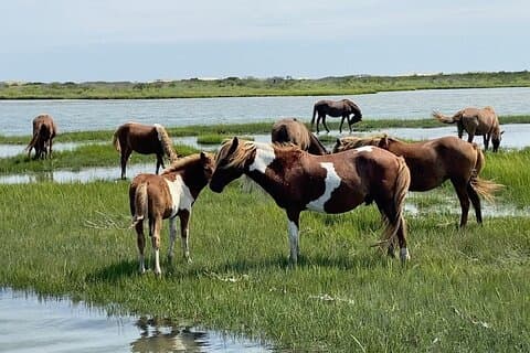 OC Bay Hopper - Assateague eilandcruise