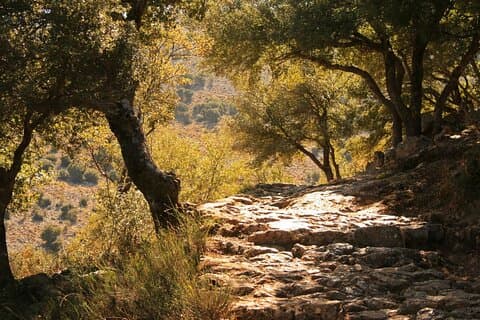 Road-trip to Lasithi, Zeus Cave, Vidiani, Krasi & Olive Mill Farm
