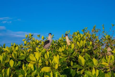 Best Birdwatching Lagoon Tour
