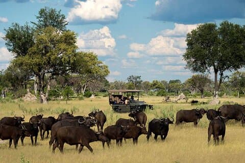 Chobe National Park Small Group Day Safari from Victoria Falls