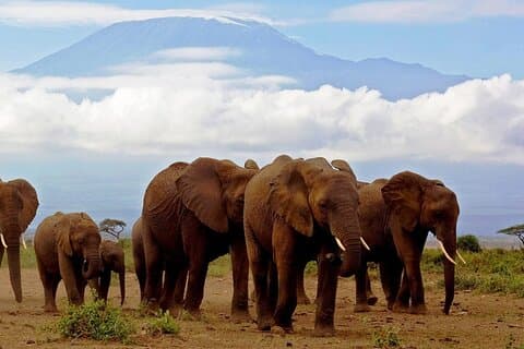 2-daagse all-inclusive safari naar Amboseli National park vanuit Nairobi