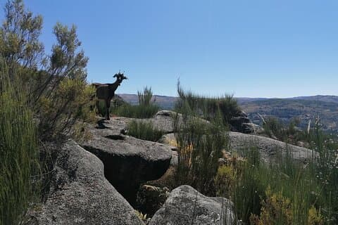 Lev som en lokal - 3-dages oplevelse i Gerês Mountain med lokal madsmagning