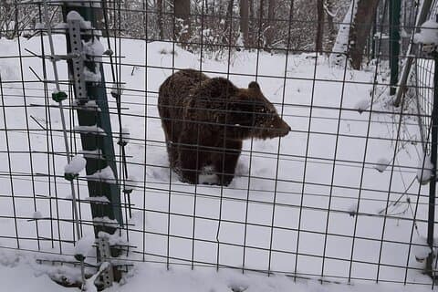 Tour privado de 2 días desde Bucarest a Brasov Peles & Bran Castles + Bear Sanctuary