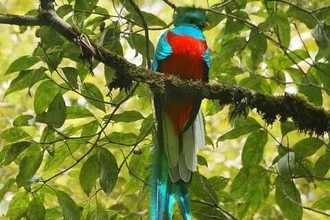 El Quetzal Birdwatching Tour vanuit Guatemala-stad - Nationale vogel van Guatemala
