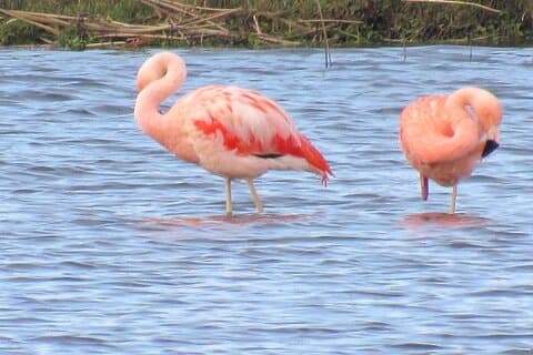 Bird Watching Tour - Quenuir / Maullin in Spanish