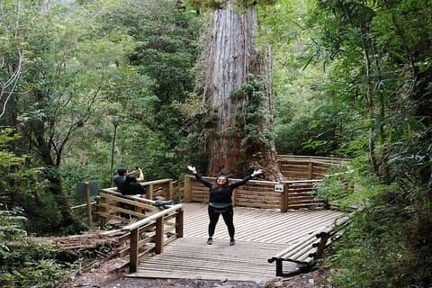 Alerce Andino National Park/Alerce Millenario/Cruises