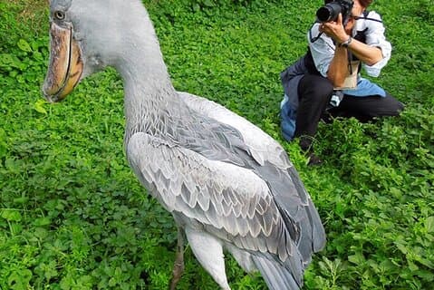 1 jour d'expérience Shoebill Stork et Birding