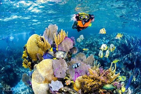 Esnórquel en los arrecifes de Tulum, cuatriciclo/scooter/bicicleta eléctrica, nado en cenote/esnórquel/tabla de remo + almuerzo