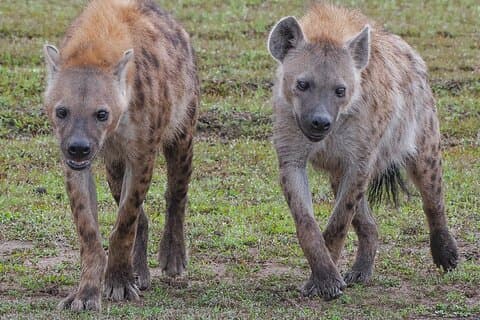 2 Days Private Tour in Tsavo East and Taita Hills / Saltlick Safari