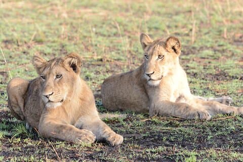 13 dagers Uganda-safari med gorillaer, sjimpanser og treklatrende løver
