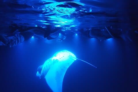 Hoteller i nærheden af Manta Ray Night Snorkel at Kona, Big Island