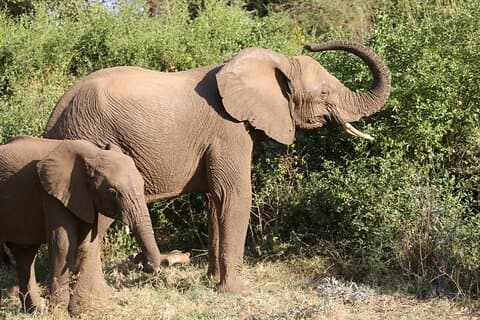 Privat 2-dagers safari til Tarangire og Ngorongoro