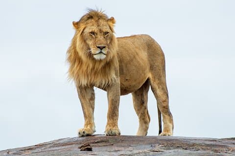 Visite privée de 2 jours à Tsavo Est