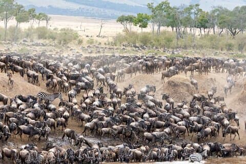 Safari animalier confortable de 5 jours en Ouganda avec les gorilles et le Masai Mara
