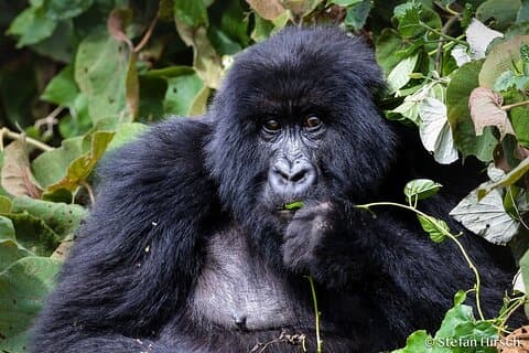 Tio dagar för att upptäcka Rwandas naturliga skönhet