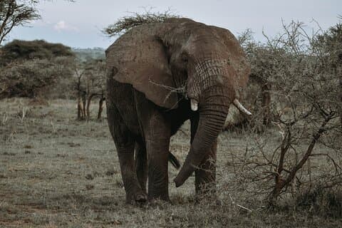 サファリンゴロンゴロ、タランギル、マニャラ湖国立公園3日間