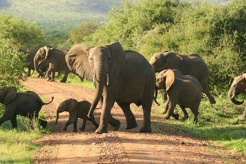 9-Day Tanzania and Rwanda Gorilla Trekking Private Safari