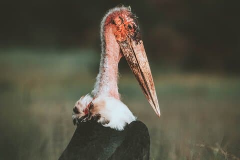 3 Days Shared Group Safari Tanzania