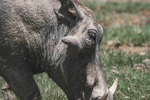 4 días de safari de campamento en el cráter Tarangire, Serengeti y Ngorongoro