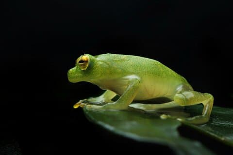 Begeleide nachtwandeling in Monteverde
