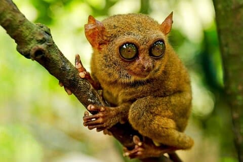 Cebu nach Bohol: 2 Tage und 1 Nacht mit Bohol Tour und Firefly Tour