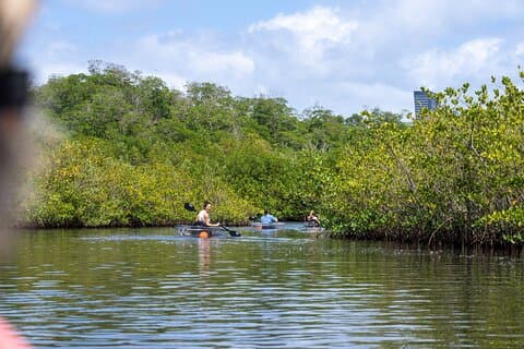 Klar kajakktur i North Miami Beach - Mangrove-tunneler