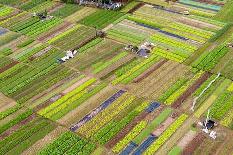 Fra Danang/Hoian: Tra Que Village oplevelse