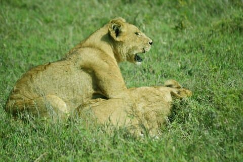 Gita di un giorno al Parco Nazionale del Tarangire