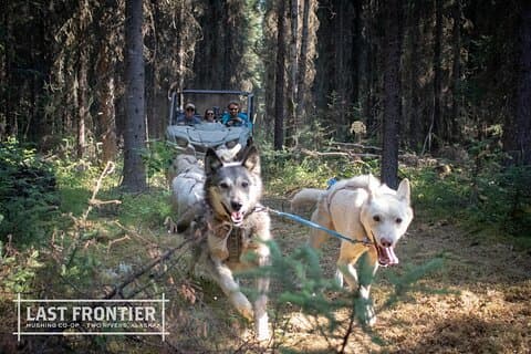 Fairbanks Sled Dog Mushing Cart Ride & Kennel Tour