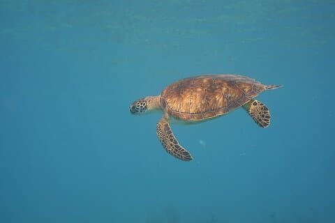 Panama City Scuba Diving Attività per principianti