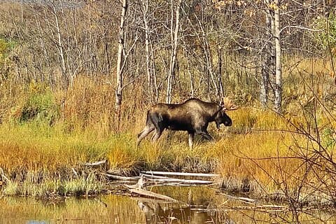 Chugach State Park Nature Walk