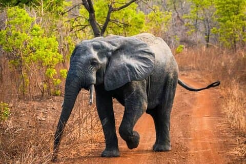 Mole National Park Elephant Safari with Round - Trip Flights