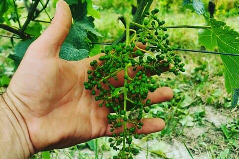Barolo&Barbaresco Vinopplevelse med en lokal vingård / Torino