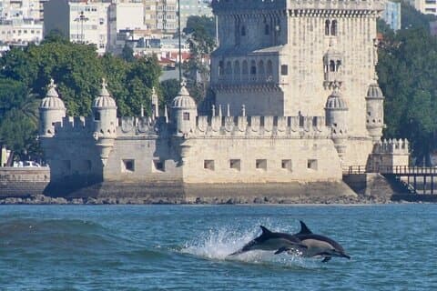 Conoce a los delfines de Lisboa - Avistamiento de delfines en Lisboa