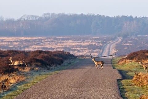 Private custom tour from Amsterdam to Giethoorn