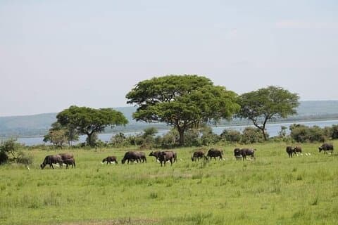 3-daagse privésafari van Murchison Falls National Park