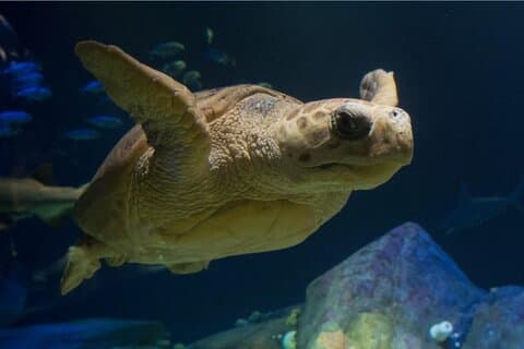 Admisión al acuario de Nueva York