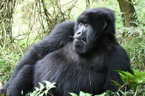 1 Dia de Mountain Gorilla Trekking