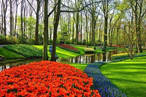 Tour des champs de tulipes avec la cueillette d'un bouquet de tulipes d'Amsterdam