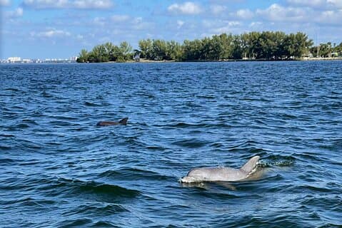 Private 2-Hour Dolphin Watching Cruise in St. Petersburg, FL