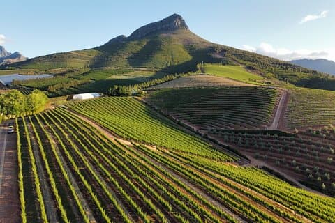 Excursão Cape Winelands